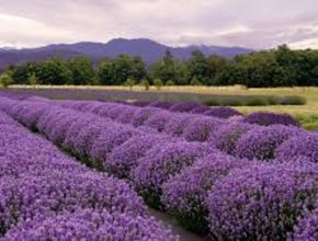 Profitable Lavender Flower Cultivation In India With Information 2