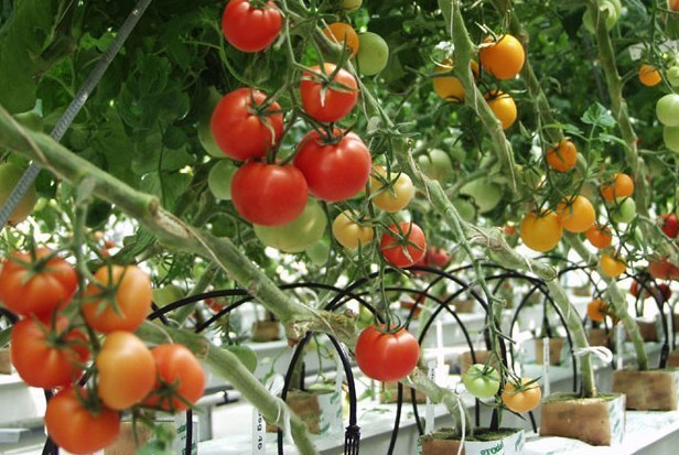 Tomato Commercial Farming in India