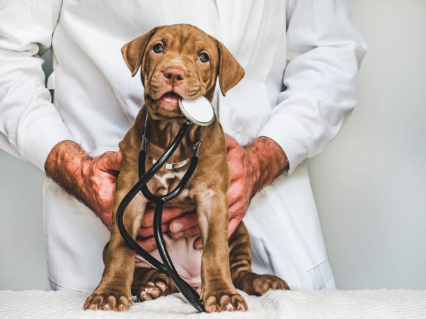 How Often Should I Take My Dog To The Veterinary Doctor?