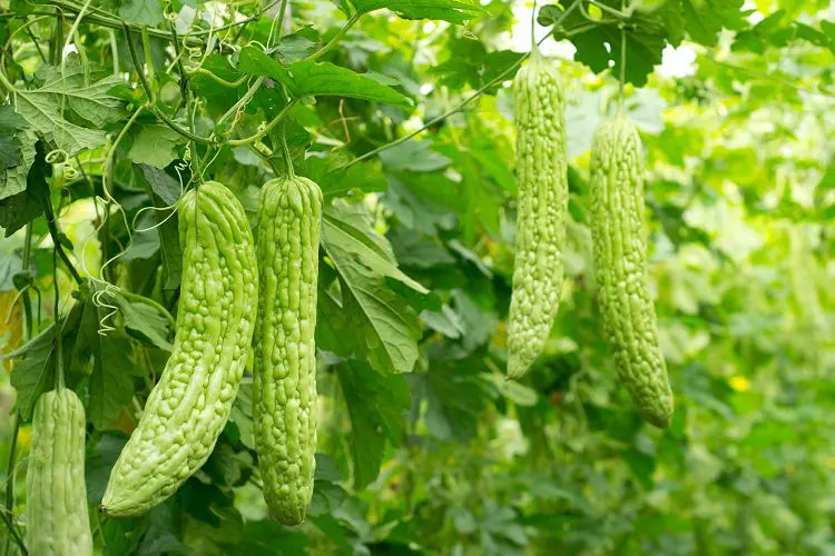 Bitter Gourd Cultivation in India - Performing Guidelines