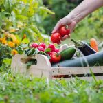 Organic Gardening Challenges