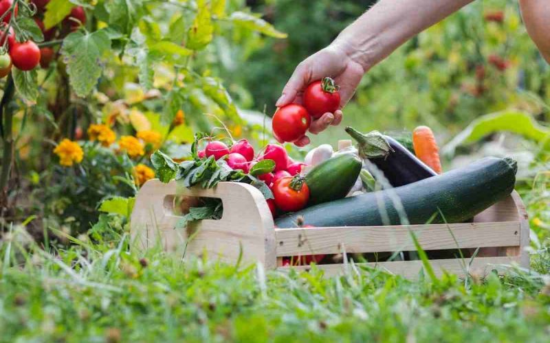 Organic Gardening Challenges