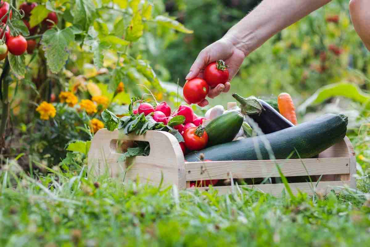 Top Organic Gardening Challenges