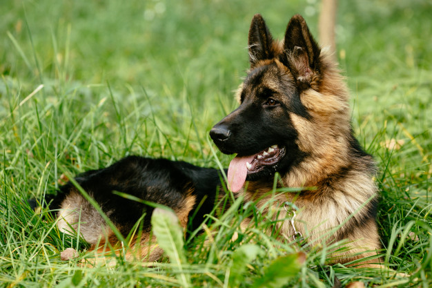German Shepherd Puppies with Long Hair: A Breed Apart