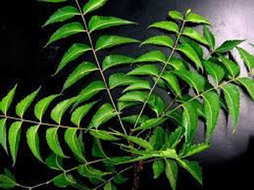 Malabar Neem Farming Guide – Know Complete Details