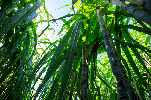 Sugarcane crop production