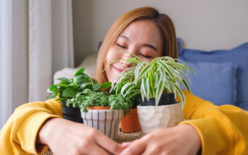 Which Plants Should Avoid During Allergies in the USA?